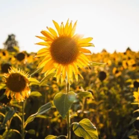 depositphotos_560007390-stock-photo-beautiful-flowers-growing-garden