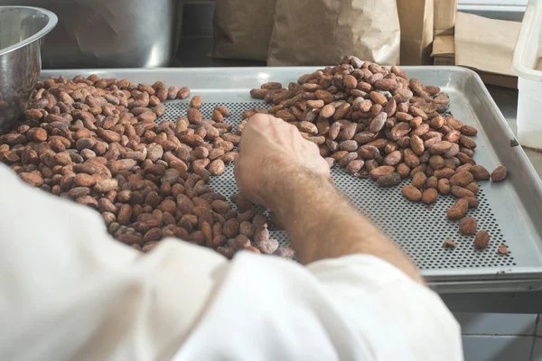 depositphotos_77123063-stock-photo-hand-select-cocoa-beans